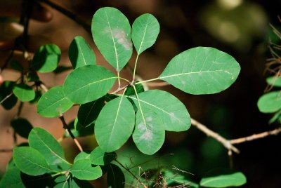 Cotinus coggygria - ruj vlasatá - list